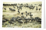 Kenya, Masai Mara National Reserve, zebras and wildebeests ready for the great migration by Anonymous
