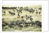 Kenya, Masai Mara National Reserve, zebras and wildebeests ready for the great migration by Anonymous