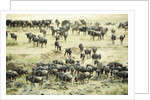 Kenya, Masai Mara National Reserve, zebras and wildebeests ready for the great migration by Anonymous