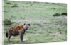 Kenya, Masai Mara National Reserve, spotted hyena by Anonymous