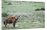 Kenya, Masai Mara National Reserve, spotted hyena by Anonymous
