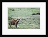 Kenya, Masai Mara National Reserve, spotted hyena by Anonymous