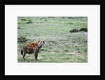 Kenya, Masai Mara National Reserve, spotted hyena by Anonymous