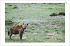 Kenya, Masai Mara National Reserve, spotted hyena by Anonymous