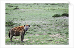 Kenya, Masai Mara National Reserve, spotted hyena by Anonymous