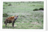 Kenya, Masai Mara National Reserve, spotted hyena by Anonymous