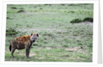 Kenya, Masai Mara National Reserve, spotted hyena by Anonymous
