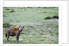 Kenya, Masai Mara National Reserve, spotted hyena by Anonymous