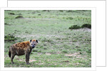 Kenya, Masai Mara National Reserve, spotted hyena by Anonymous