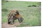 Kenya, Masai Mara National Reserve, hyena mating by Anonymous