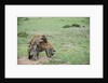 Kenya, Masai Mara National Reserve, hyena mating by Anonymous