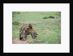 Kenya, Masai Mara National Reserve, hyena mating by Anonymous