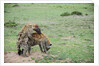 Kenya, Masai Mara National Reserve, hyena mating by Anonymous
