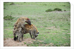Kenya, Masai Mara National Reserve, hyena mating by Anonymous