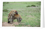 Kenya, Masai Mara National Reserve, hyena mating by Anonymous