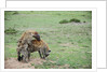 Kenya, Masai Mara National Reserve, hyena mating by Anonymous