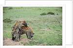 Kenya, Masai Mara National Reserve, hyena mating by Anonymous