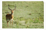 Kenya, Lake Nakuru National Park, Male Impala (Aepyceros melampus) by Anonymous