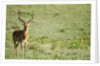 Kenya, Lake Nakuru National Park, Male Impala (Aepyceros melampus) by Anonymous