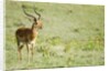 Kenya, Lake Nakuru National Park, Male Impala (Aepyceros melampus) by Anonymous