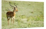 Kenya, Lake Nakuru National Park, Male Impala (Aepyceros melampus) by Anonymous