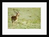 Kenya, Lake Nakuru National Park, Male Impala (Aepyceros melampus) by Anonymous