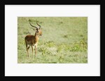 Kenya, Lake Nakuru National Park, Male Impala (Aepyceros melampus) by Anonymous
