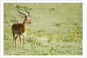 Kenya, Lake Nakuru National Park, Male Impala (Aepyceros melampus) by Anonymous