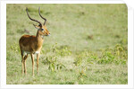 Kenya, Lake Nakuru National Park, Male Impala (Aepyceros melampus) by Anonymous