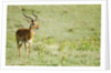 Kenya, Lake Nakuru National Park, Male Impala (Aepyceros melampus) by Anonymous
