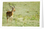 Kenya, Lake Nakuru National Park, Male Impala (Aepyceros melampus) by Anonymous