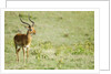 Kenya, Lake Nakuru National Park, Male Impala (Aepyceros melampus) by Anonymous