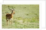 Kenya, Lake Nakuru National Park, Male Impala (Aepyceros melampus) by Anonymous