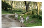 Kenya, Lake Nakuru National Park, rear view on 3 zebras at sunset by Anonymous