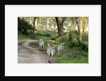 Kenya, Lake Nakuru National Park, rear view on 3 zebras at sunset by Anonymous