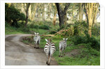 Kenya, Lake Nakuru National Park, rear view on 3 zebras at sunset by Anonymous