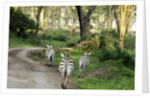 Kenya, Lake Nakuru National Park, rear view on 3 zebras at sunset by Anonymous