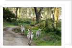 Kenya, Lake Nakuru National Park, rear view on 3 zebras at sunset by Anonymous