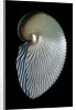 Argonauta argo by Anonymous