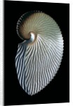 Argonauta argo by Anonymous