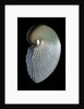 Argonauta argo by Anonymous