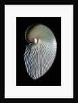 Argonauta argo by Anonymous