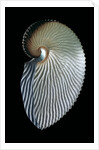 Argonauta argo by Anonymous