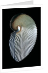 Argonauta argo by Anonymous
