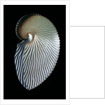 Argonauta argo by Anonymous
