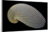 Argonauta nouryi by Anonymous