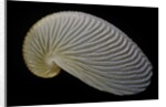 Argonauta nouryi by Anonymous