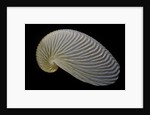 Argonauta nouryi by Anonymous