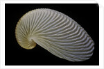 Argonauta nouryi by Anonymous