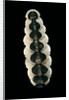 Chiton goodalli by Anonymous